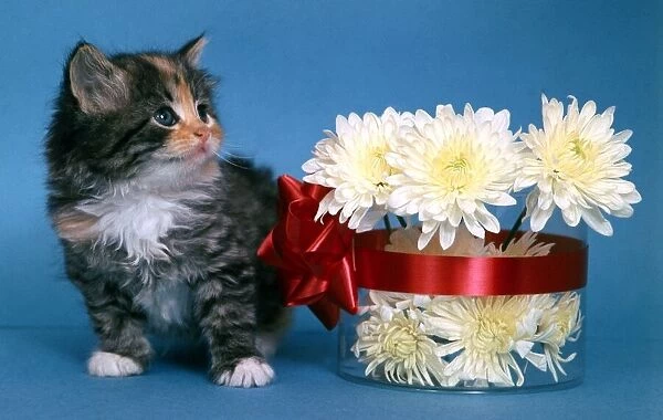 A kitten with bowl of flowers and red ribbon with bow July 1968