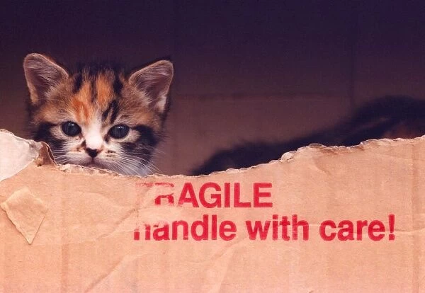 A kitten in a cardboard box