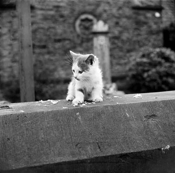 Kitten chasing confetti after a wedding. September 1952 C4419