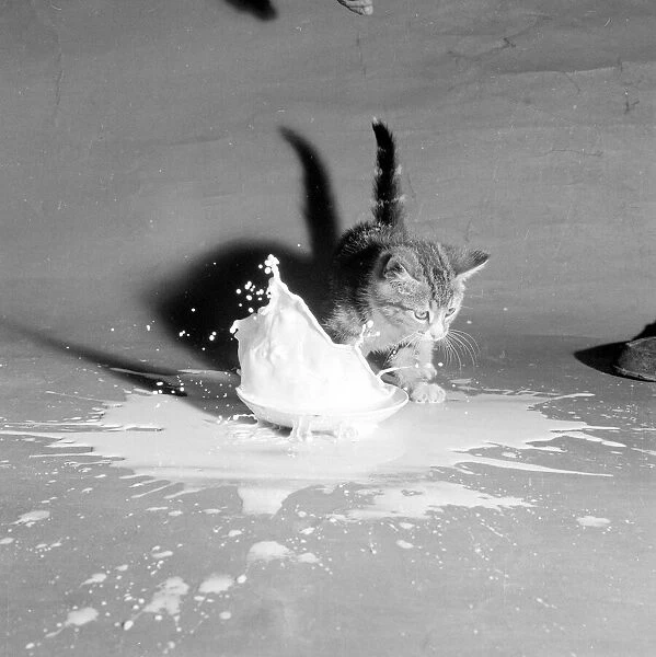 This kitten is falling into a saucer full of milk. July 1958