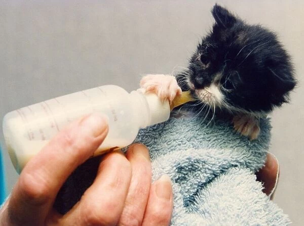 A kitten getting a bottle feed