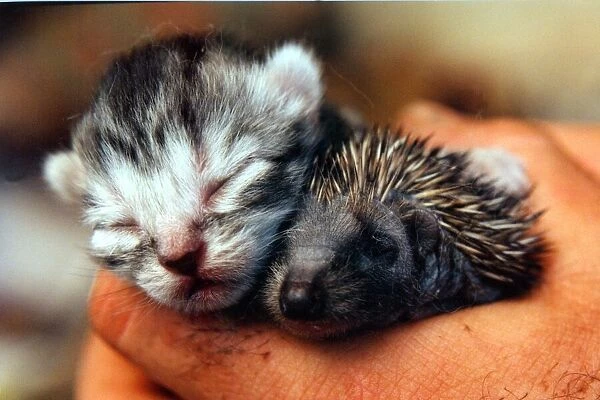 A kitten and a hedgehog who are both being suckled by a cat