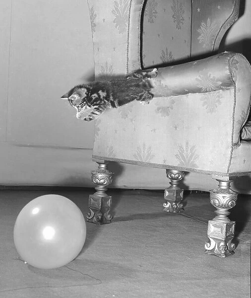 Kitten jumps from the arm of a armchair on to a balloon. Circa 1st January 1958