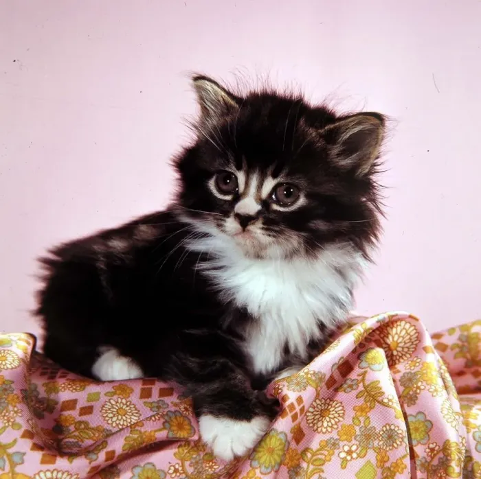 Framed Print : A kitten on top of a patterned sheet circa 1960 Framed Print : A kitten on top of a patterned sheet circa 1960
