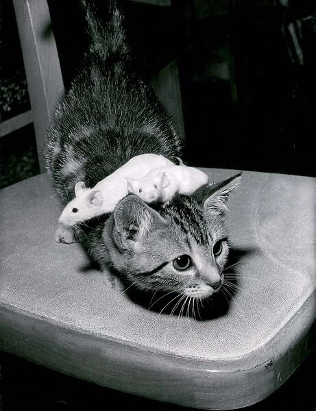 A kitten playing with pet mice at a pet shop in Southsea in Hampshire August 1967