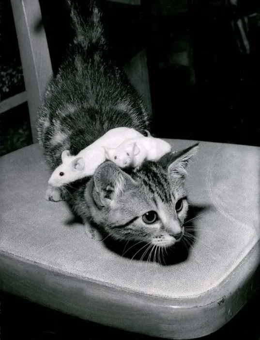 Framed Print : A kitten playing with pet mice at a pet shop in Southsea in Hampshire August 1967