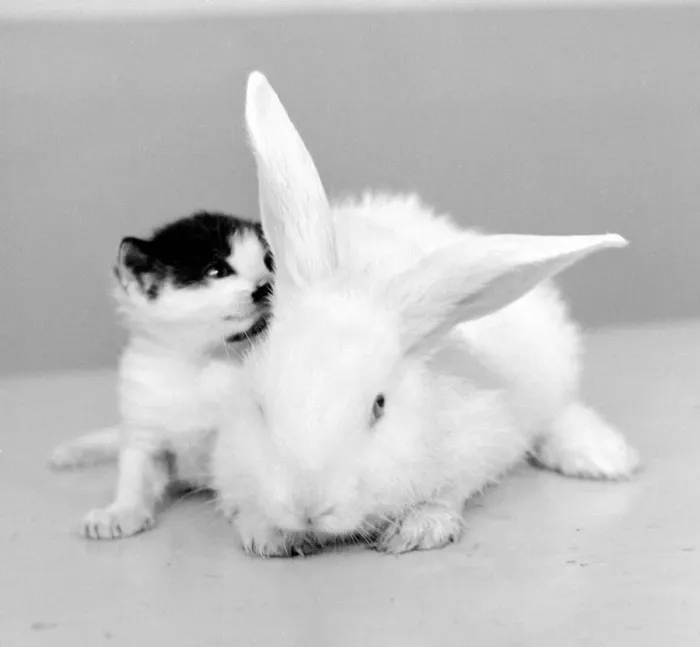 Framed Print : Kitten with Rabbit August 1959 A©Mirrorpix Framed Print : Kitten with Rabbit August 1959 A©Mirrorpix