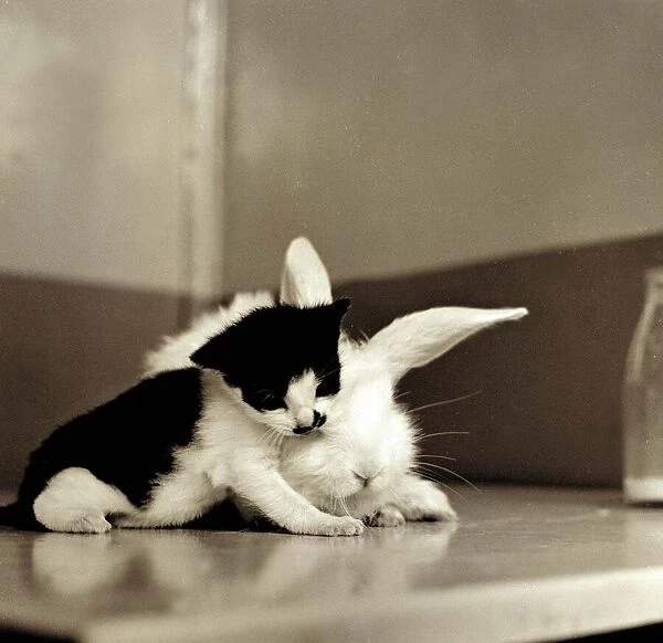 Kitten with Rabbit August 1959 A©Mirrorpix