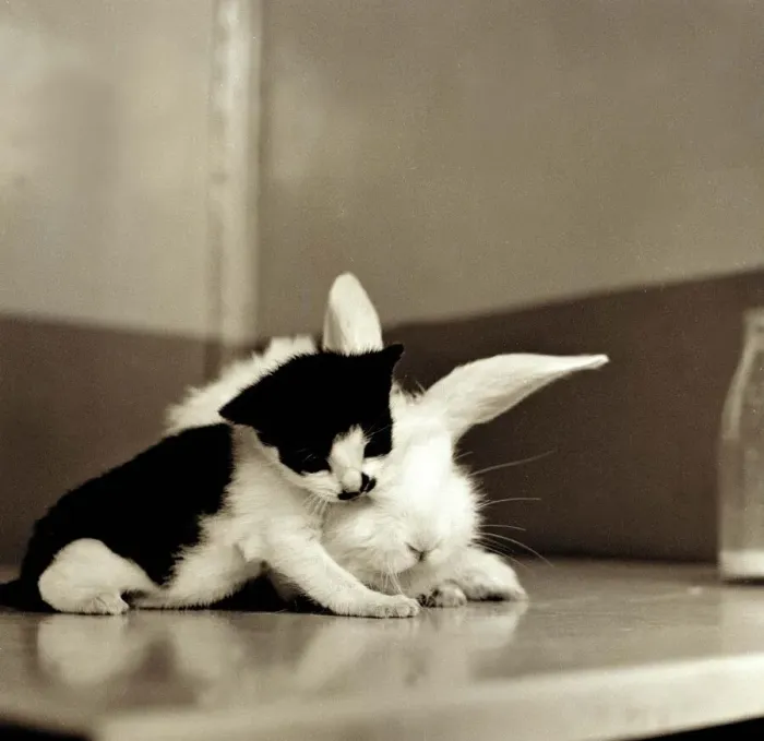 Framed Print : Kitten with Rabbit August 1959 A©Mirrorpix