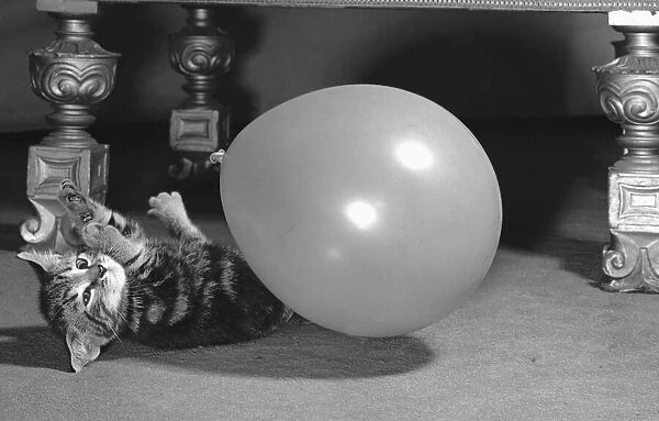 Kitten seen here playing with a balloon. Circa 1st January 1958