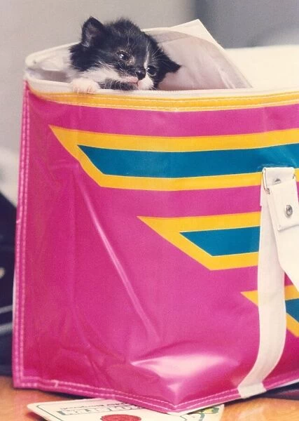 A kitten in a shopping bag