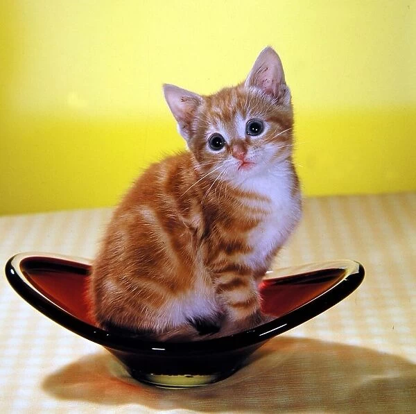 A kitten sitting in a glass bowl circa 1960