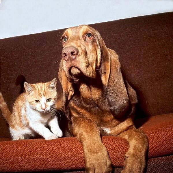 A kitten sitting on the sofa with a bloodhound August 1973 animal animals cute pet