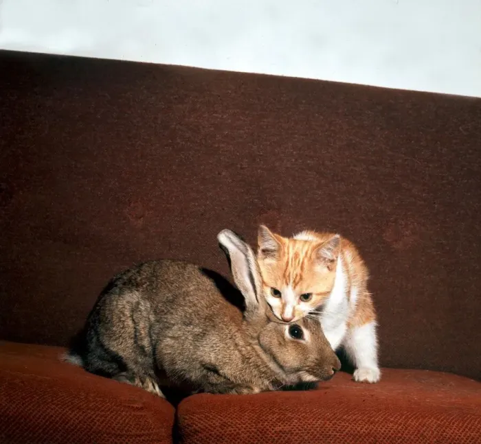 Framed Print : A kitten sitting on the sofa with a rabbit August 1973 animal animals cute pet pets