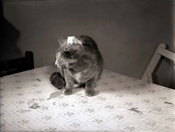 A kitten sitting on top of a table October 1955