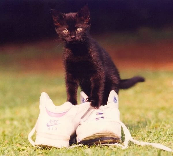 A kitten trying on a pair of trainers