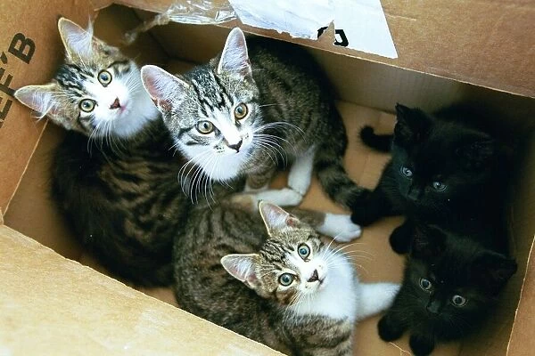 Five kittens in a cardboard box