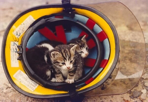 Some kittens in a firemans helmet