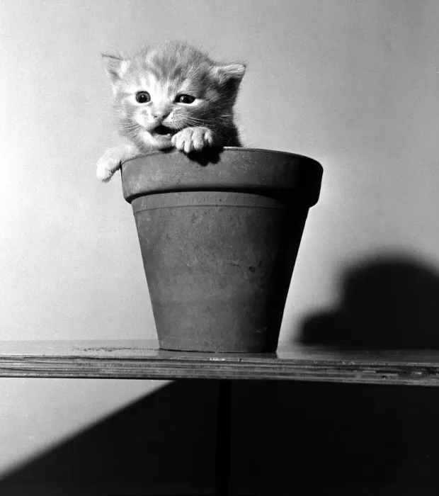 Framed Print : Kittens in flower pots. August 1950