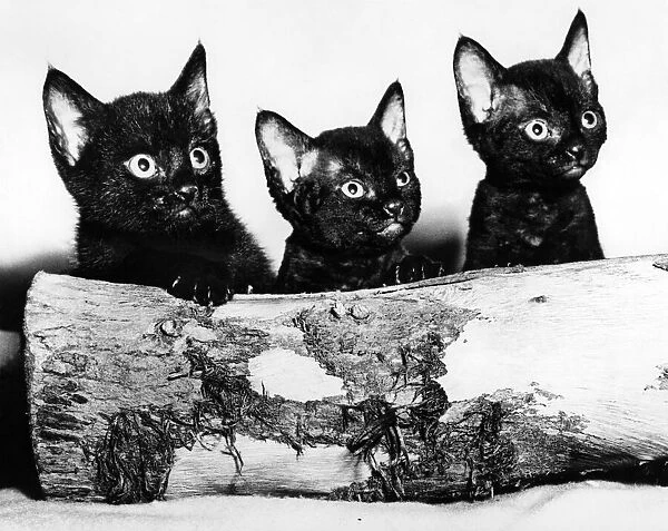 Kittens hiding behind log. November 1965 P007403