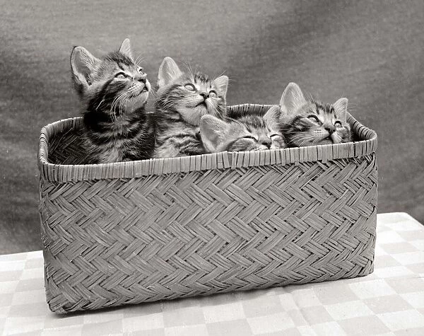 Four kittens inside a wicker basket circa 1950s
