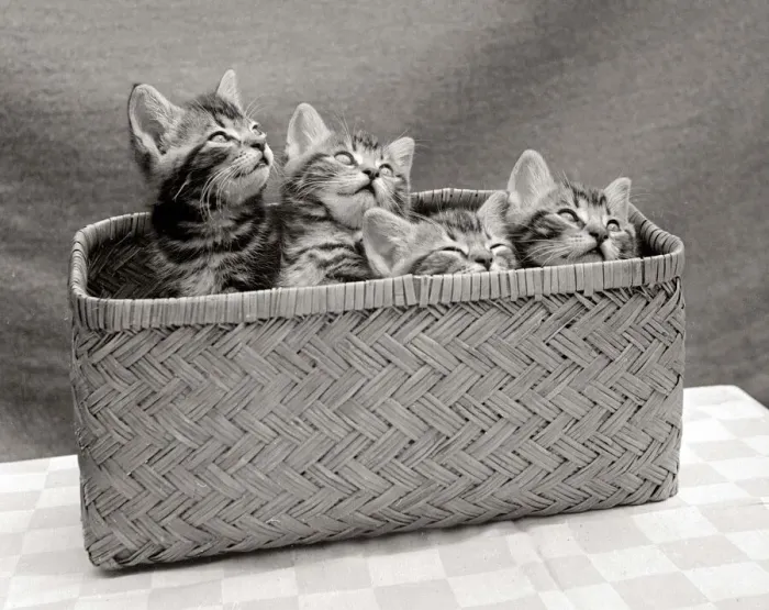 Framed Print : Four kittens inside a wicker basket circa 1950s Framed Print : Four kittens inside a wicker basket circa 1950s