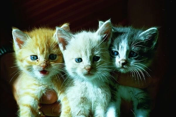 Kittens (left to right), Towser, Timber and Piewackit
