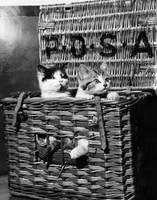 Framed Print : Two kittens pose in their travelling basket for the PDSA to bring awareness to the amount Framed Print : Two kittens pose in their travelling basket for the PDSA to bring awareness to the amount