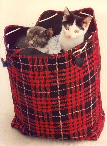 Two kittens in a shopping bag