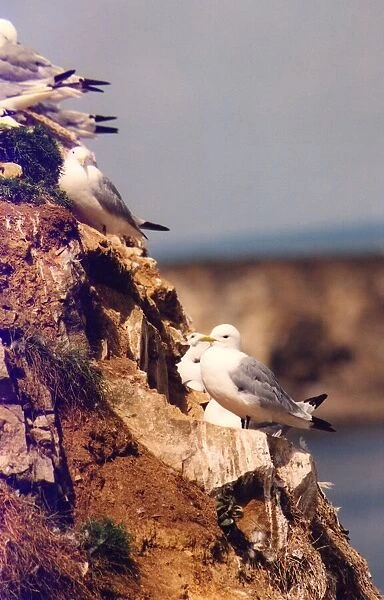Kittiwakes nesting on the side of the cliff