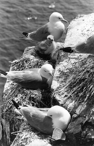 Kittiwakes nesting with their young