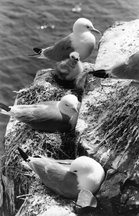 Framed Print : Kittiwakes nesting with their young Framed Print : Kittiwakes nesting with their young