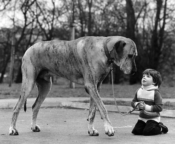 Knee-high... to a Great Dane, Richard Donovan and his pal Danzas. March 1980 P006065