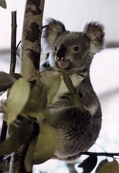 Koala Bear in tree circa 1995
