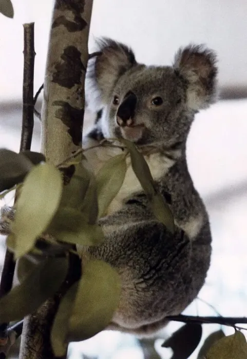 Framed Print : Koala Bear in tree circa 1995 Framed Print : Koala Bear in tree circa 1995