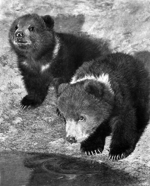 Kodiak bears Pic and Ninny had their first introduction to the pond at London Zoo
