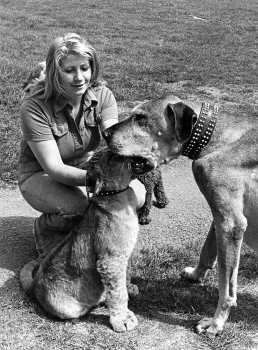 Framed Print : Kojak the lion cub shoves his head down a dogs mouth watched by blonde like Pam Framed Print : Kojak the lion cub shoves his head down a dogs mouth watched by blonde like Pam