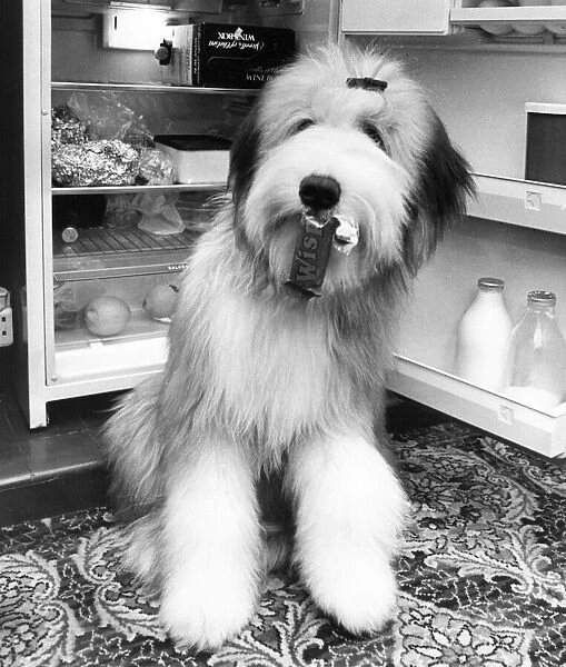 Krocket the bearded collie loves his food