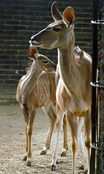Kudu the stripey baby deer with its mother at London Zoo September 1984