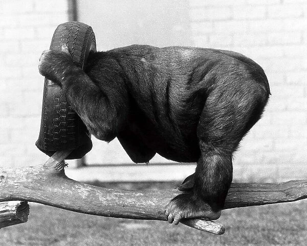 Kumba the monkey, puts his head in a spare tyre and turns his back on the chimp
