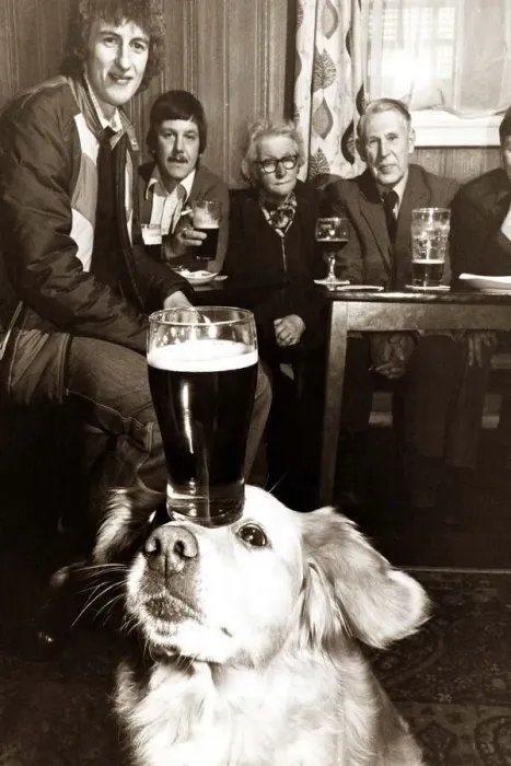 Framed Print : A labrador balances a pint of guinness on his forhead as other pub-goers look on in Framed Print : A labrador balances a pint of guinness on his forhead as other pub-goers look on in