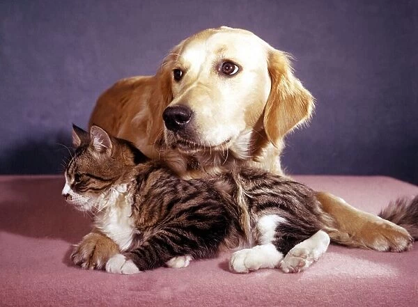 A labrador dog with a cat Circa 1970