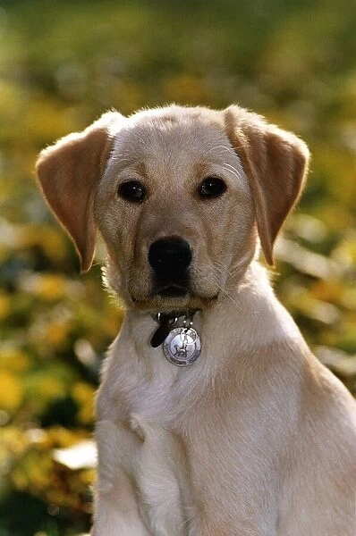 Labrador Pup circa 1995