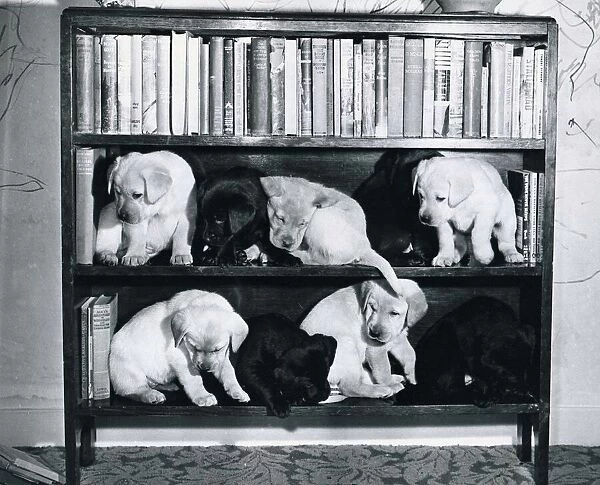 Nine Labrador puppies tidied away on a book shelf by their owner. February 1964