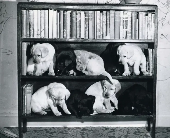 Framed Print : Nine Labrador puppies tidied away on a book shelf by their owner. February 1964 Framed Print : Nine Labrador puppies tidied away on a book shelf by their owner. February 1964