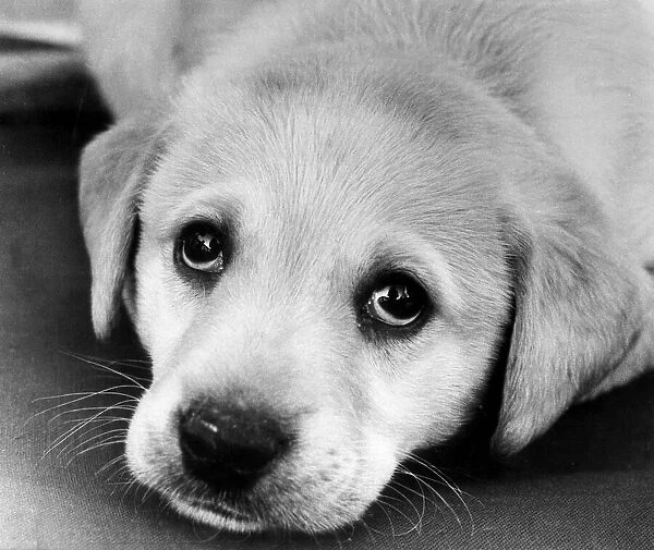 A labrador puppy looks at the camera, only a few weeks old. 9th August 1978