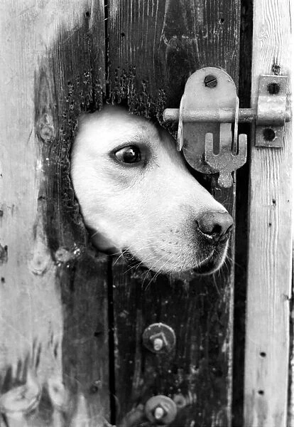 A labrador puts his head through a bolted door at the Frant Kennels in Hildenborough near