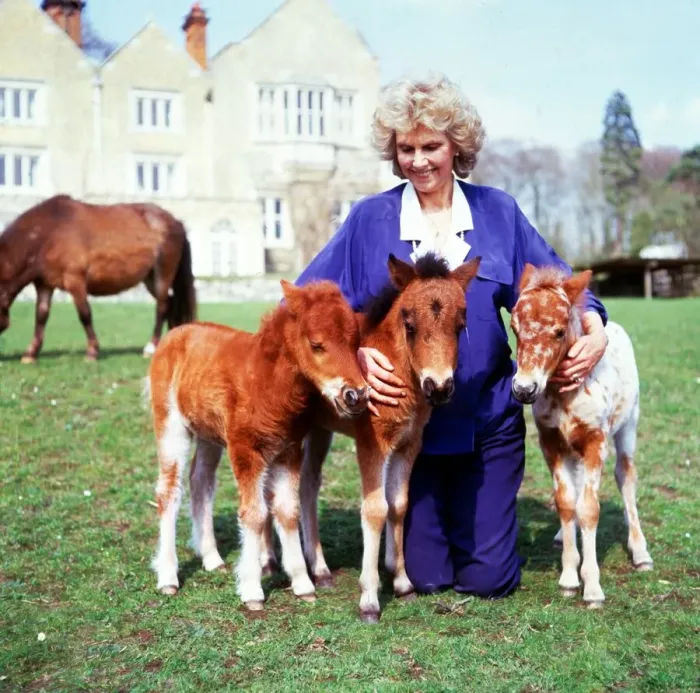 Framed Print : Lady Fisher with falabellas at Kilverstone Wildlife Park January 1987 Framed Print : Lady Fisher with falabellas at Kilverstone Wildlife Park January 1987