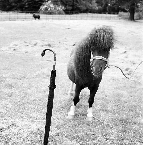 Lady Joan Gore-Lengton of Hurst Green, Sussex breeds the smallest Shetland ponies in