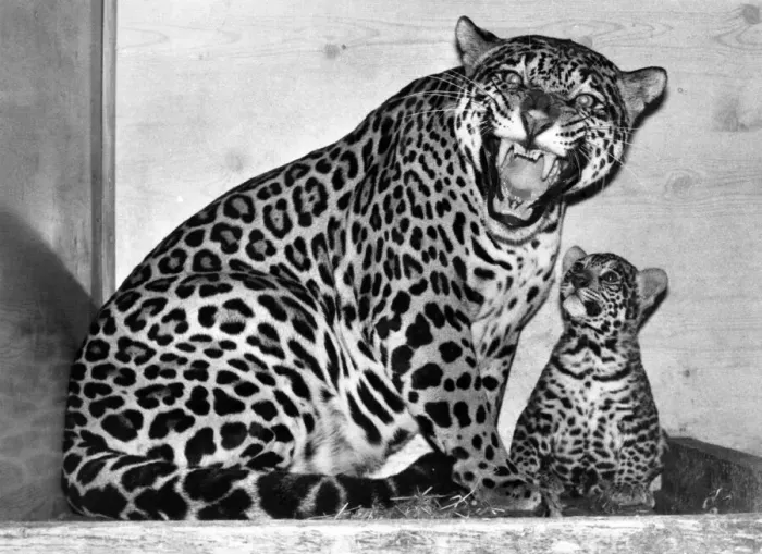 Framed Print : Lady Poms, a six-year-old jaguar. with her cub, now seven months old Framed Print : Lady Poms, a six-year-old jaguar. with her cub, now seven months old